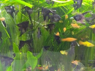 аквариумная рыбка: Аквариумные растения. Рыбки
большое разнообразие — 7