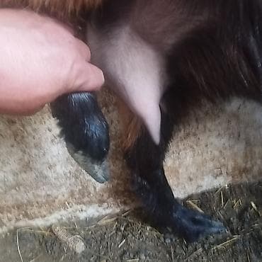 леггорн цыплята: Продаю | Коза (самка) | Полукровка | Для молока — 2