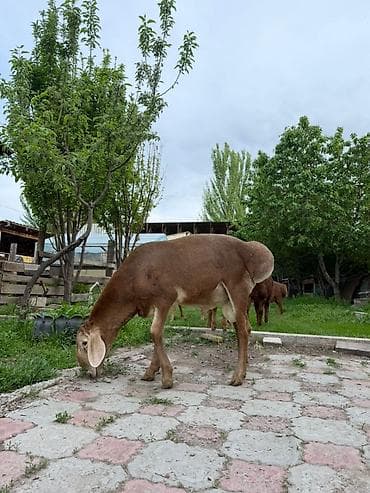 кой парода: Продаю | Ягненок, Баран (самец) | Арашан — 6