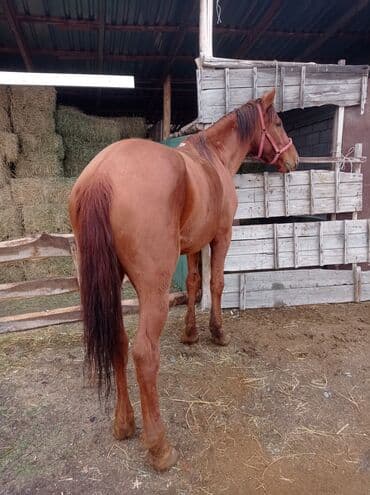 Кемирүүчүлөр: Сатам | Жылкы (эркек) | Жумушка — 2