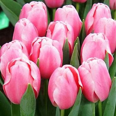 цветы живые: Луковицы цветка: Тюльпаны — 5