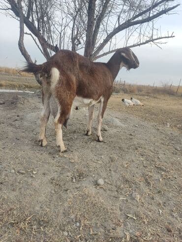 декоративные животные: Продаю | Коза (самка) | Полукровка, Зааненская, Нубийская | На забой — 3