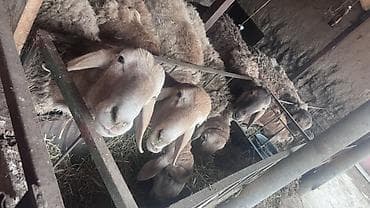 Ветеринар кызматы: Сатам | Кочкор (эркек) | Арашан | Көбөйтүү үчүн | Асыл тукумдуу, Жасалма жол менен боозутуу — 1