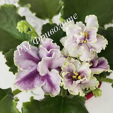 товары новогодние: Фиалки! фиалки! фиалки! Продажа фиалочек! Все фиалочки только — 7