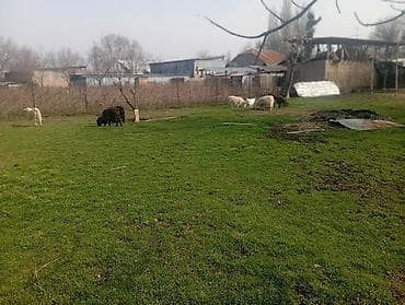 Продам с/х животных: Продаю | Коза (самка) | Для разведения — 9