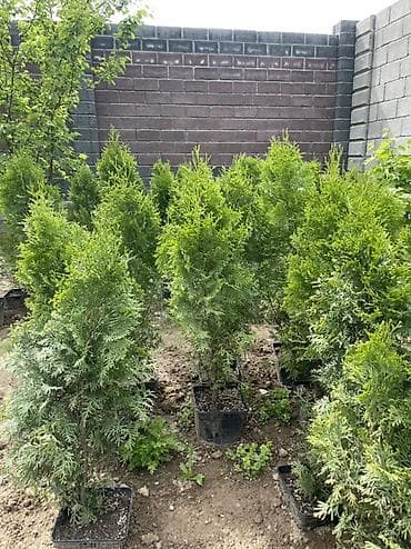 4 pot: 🌿 ПРОДАЖА КОЛОНОВИДНЫХ ТУИ🌿 Идеальное решение для красивой и — 3