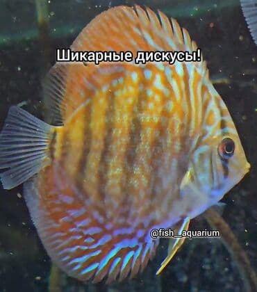 форель бишкек: Шикарные Дискусы! 
Дискус - аквариумная рыбка
цена: 0 — 8