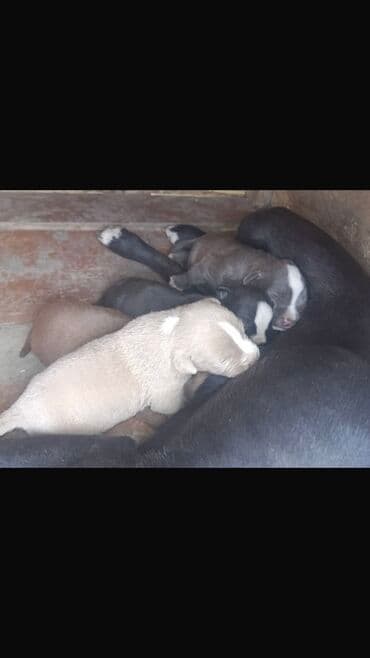 Щенки от домашней собаки. На фото видно несколько малышей разных