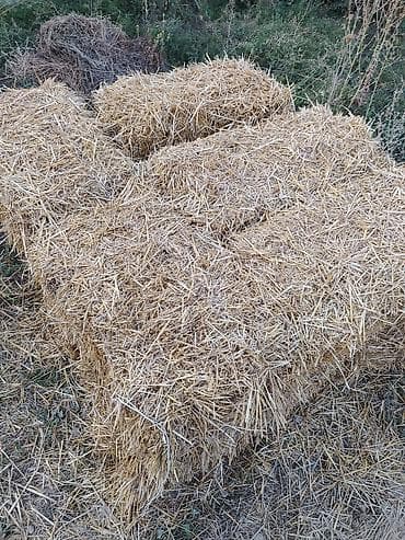 Тюки соломы (малые прямоугольные) саман пресс сатылат Кудайберген — 1