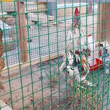 кохинхин карликовый: Продаю | Куры | Для разведения — 2