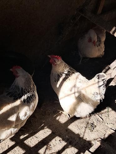 Айыл-чарба жаныбарлары: Сатам | Тооктор | Көбөйтүү үчүн — 3