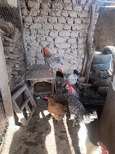 брудер для кур: Продаю | Куры | Домашняя | Несушки — 2