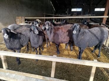 декларативный кролик: Продаю | Овца (самка) | Эдильбаевская | Для разведения | Племенные — 1