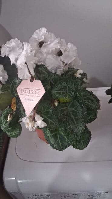 другие комнатные растения: Комнатные растения в горшках: 1) Фикус Бенджамина (пестролистный) — — 3