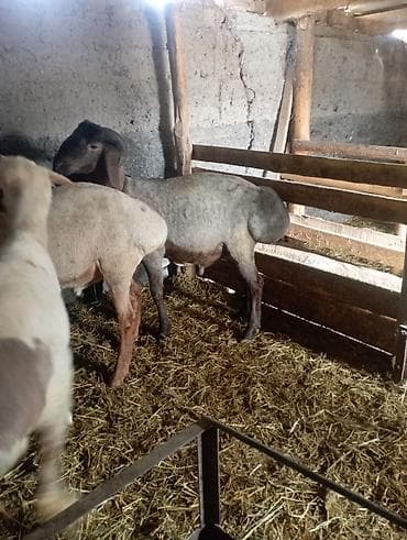 кой кана: Продаю | Баран (самец) | Для разведения | Племенные — 6