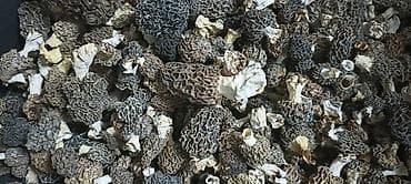 Сушёные сморчки (морели) - Натуральные дикорастущие грибы, аккуратно