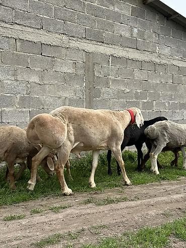 мамалак купить: Продаю | Баран (самец) | Для разведения | Осеменитель — 4