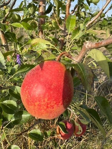 акча сактагыч: Алмуруттар Дүңүнөн, Өзү алып кетүү — 9