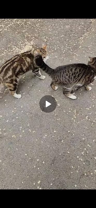 объявления о пропаже животных: Пропал кот в районе панфилова/жибек-жолу, пропал в сентябре. Кот — 9