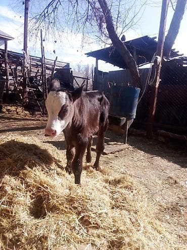 каровы милянфан: Продаю | Музоо, торпок | На откорм — 3