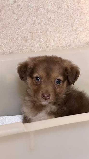 Иттер: Ит бекер берилет: 2 айлык, Ургаачы, Эмделген — 1