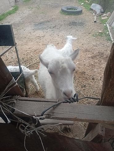 кой ечки: Продаю | Коза (самка) | Для молока — 5