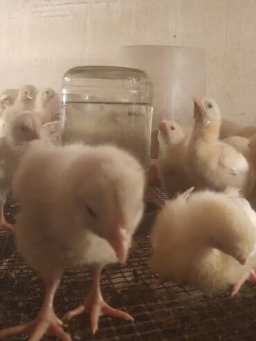 купить кошку британская вислоухая: Бройлеры 25дней — 2