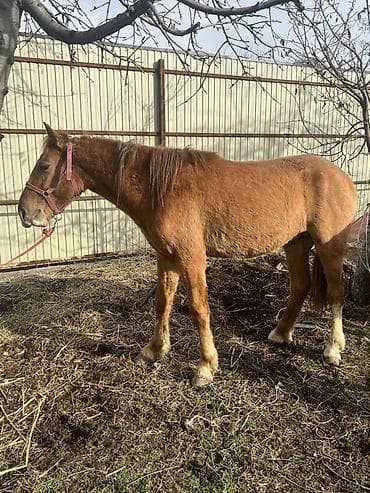 чистокровный английский: Продаю | Жеребец | Рабочий — 2