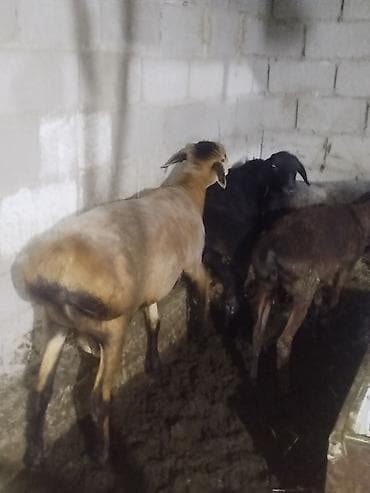 голуби животное: Продаю | Овца (самка) | Для разведения — 5