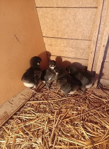 куры марьям бишкек: Продаю | Цыплята | Для разведения — 1