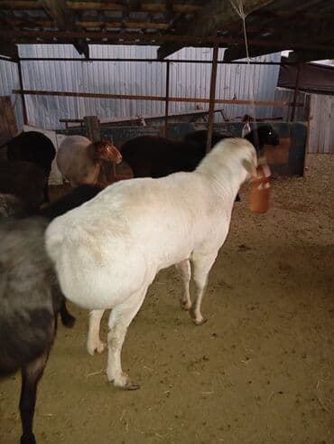 собаки в добрые руки: Продаю | Баран (самец) | Для разведения | Осеменитель — 2