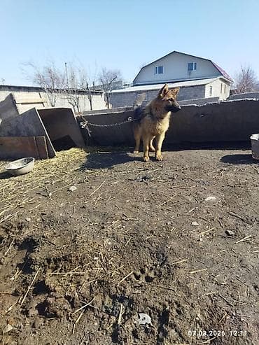 собака охотничий: Немецкая овчарка, 9 месяцев, Самка, С прививкой — 4