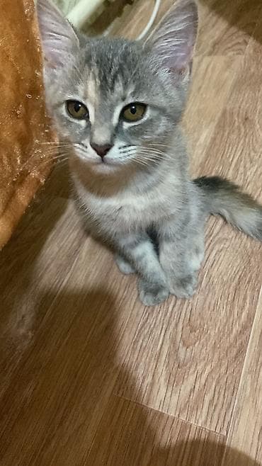 я ищу кошку: Кошка даром: Беспородная, 3 месяца, Девочка, Приучена к лотку — 3