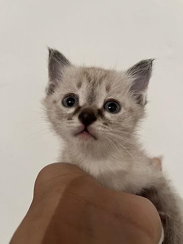 квочка куры: Продажа кошек — 2