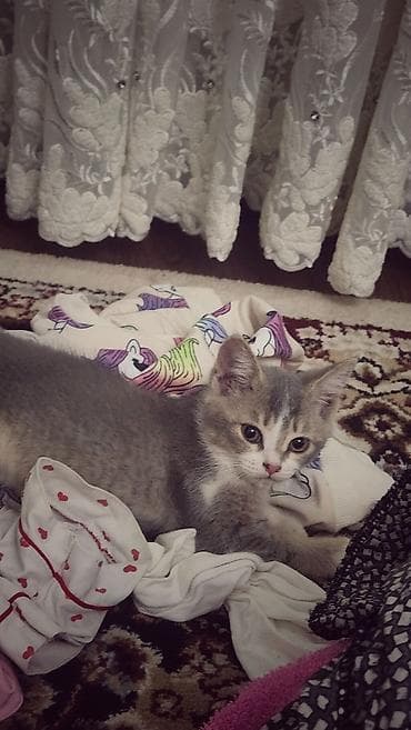 швейцарская кошка: Котёнок серо-белого окраса с белой грудкой и лапками. Короткошёрстный — 3