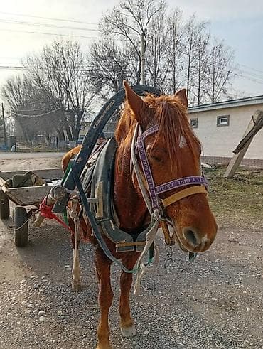 анти лай: Продаю | Жеребец | Рабочий — 4