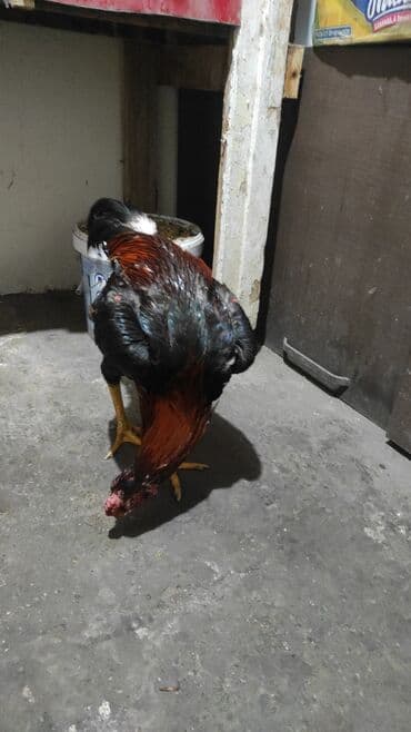 говорящие попугаи купить: Февраль жожо — 2