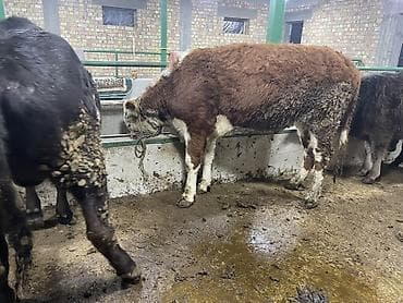 Зоотовары: Продаю | Тёлка | Герефорд | На откорм, На забой, Для разведения | Отела не было, Привязанные — 3