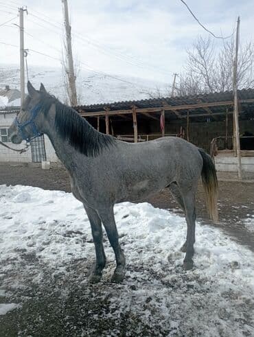 жылкы сатам: Сатам | Байтал | Жумушка | Мерин — 2
