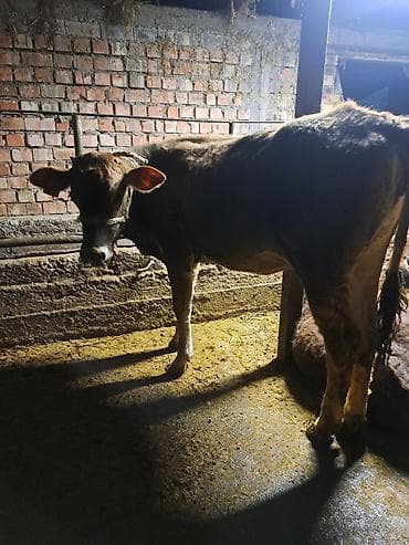 высокоудойные коровы: Продаю | Тёлка | Для разведения | Не стельные — 3