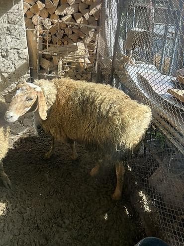 продаю крысу: Продаю | Баран (самец) | Полукровка | На забой | Племенные — 4