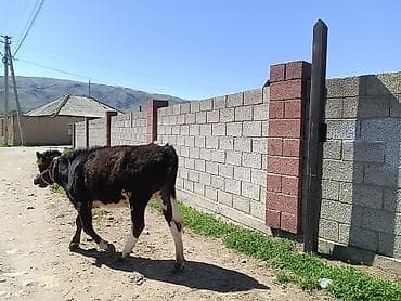 собаки сокулук: Сатам | Бука (эркек) | Аргын | Бордоп семиртүү үчүн | Байланган — 1