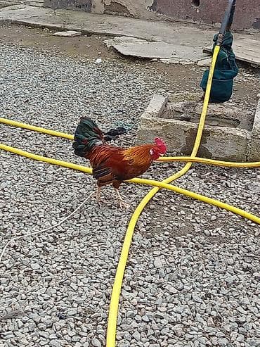 корейские куры: Продаю | Петух | Для разведения — 2