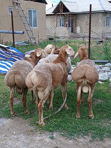 кой соебуз: Продаю | Баран (самец) | Для разведения — 3