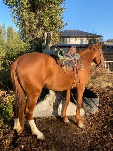 домик для собака: Продаю | Кобыла (самка) | Рабочий — 4