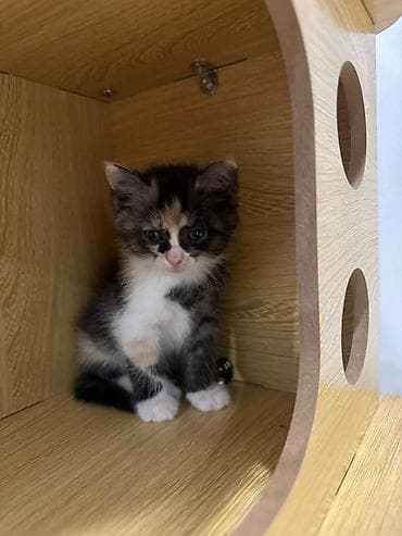 мышык ош: Котята — домашние любимцы Описание: - Милые малыши с мягкой короткой — 2