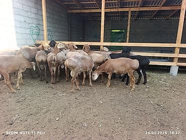 породистый теленок: Продаю | Баран (самец) | Для разведения — 4