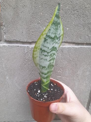 драценна: Сансевиерия (Sansevieria trifasciata), компактный детка в пластиковом — 3