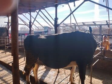 кролик декоративный: Продаю | Корова (самка) | Голштин | Для разведения — 1