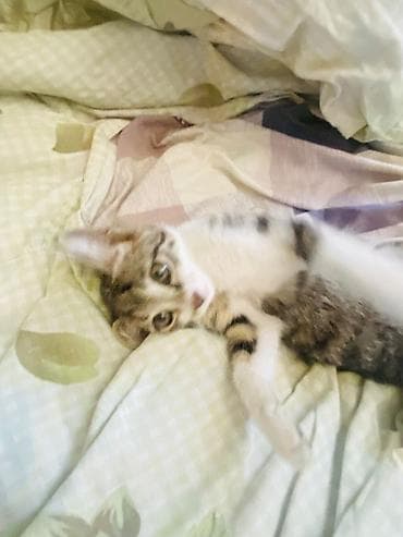 Отдам даром кошку: Очаровательный котёнок-мальчик с классическим тигровым окрасом табби — 2